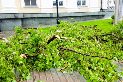 Keep the Area Looking Great with Tree Limb Pickup!