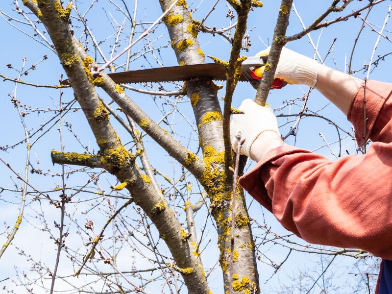 Tree Limb Removal Services