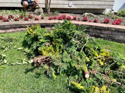 Keep the Area Safe from Dangers from Fallen Tree Limbs!
