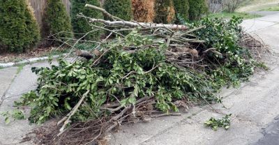 Pick Up Fallen Limbs from Trees and Remove Them from the Property!
