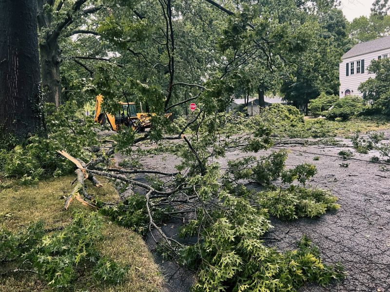 Tree Limb Pick Up