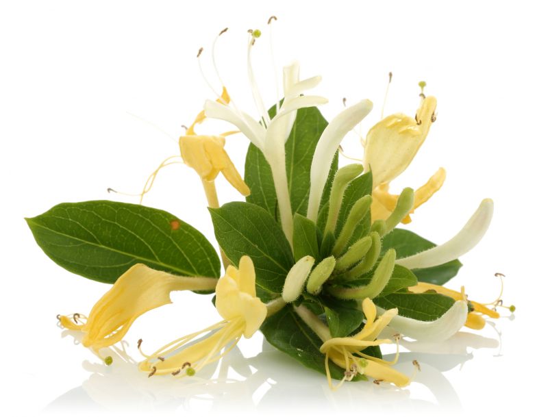 Honeysuckle Trimming in Honolulu, HI