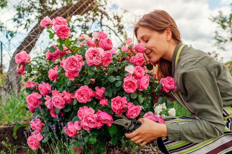 Rose Bush Pruning in Honolulu, HI
