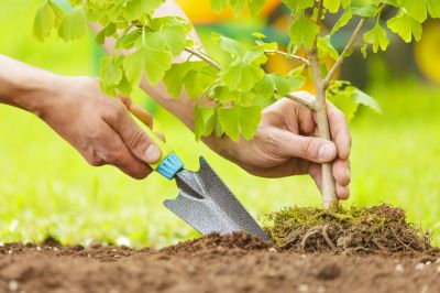 Tree Landscaping in Honolulu, HI
