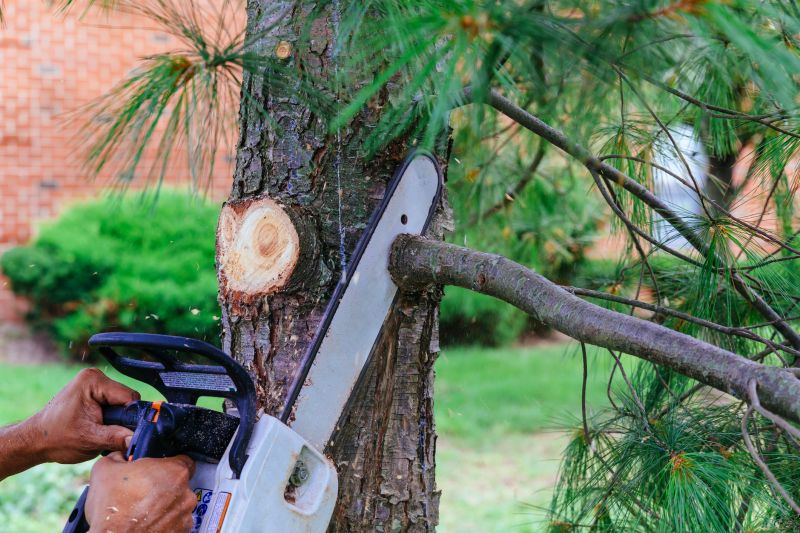 Tree Limb Pick Up Cost — Cost of Tree Limb Pick Up