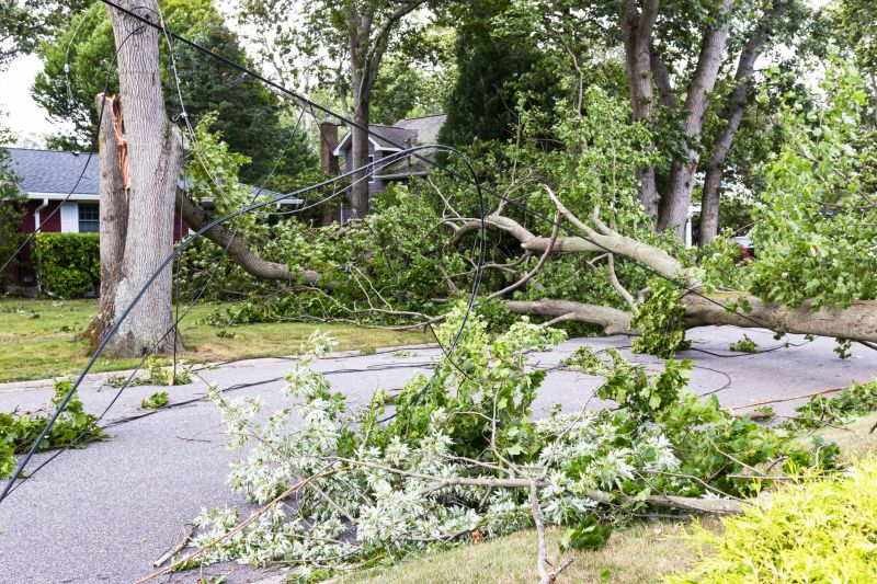 Tree Limb Pick Up Cost — Cost of Tree Limb Pick Up