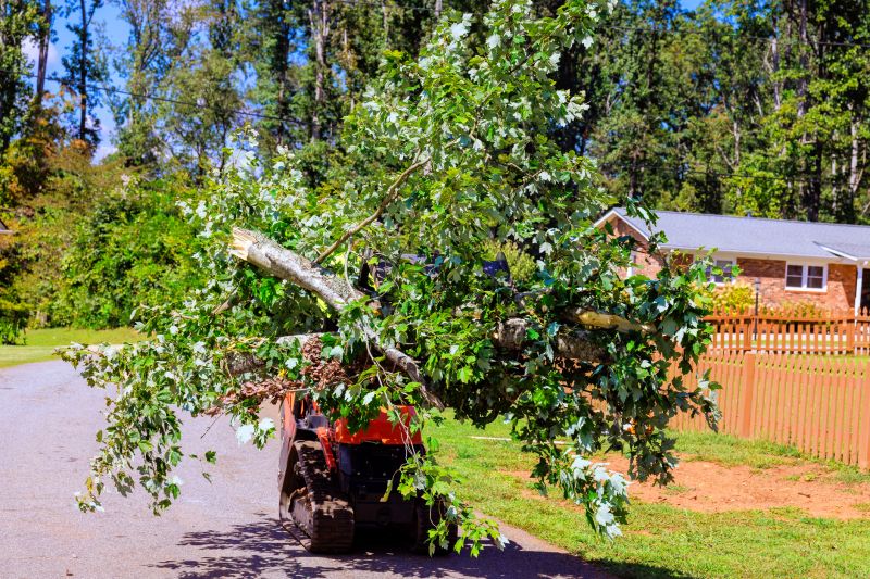 Tree Limb Pick Up