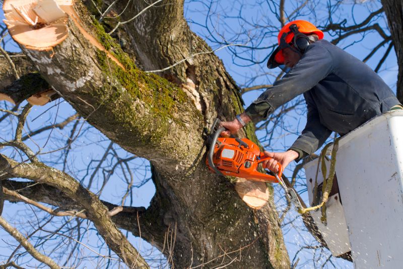 Tree Care Equipment
