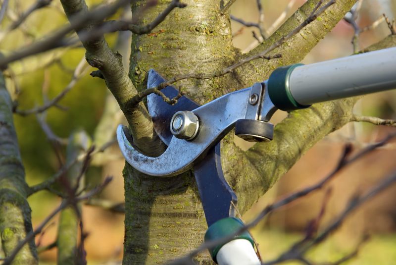 Tree Limb Removal Equipment