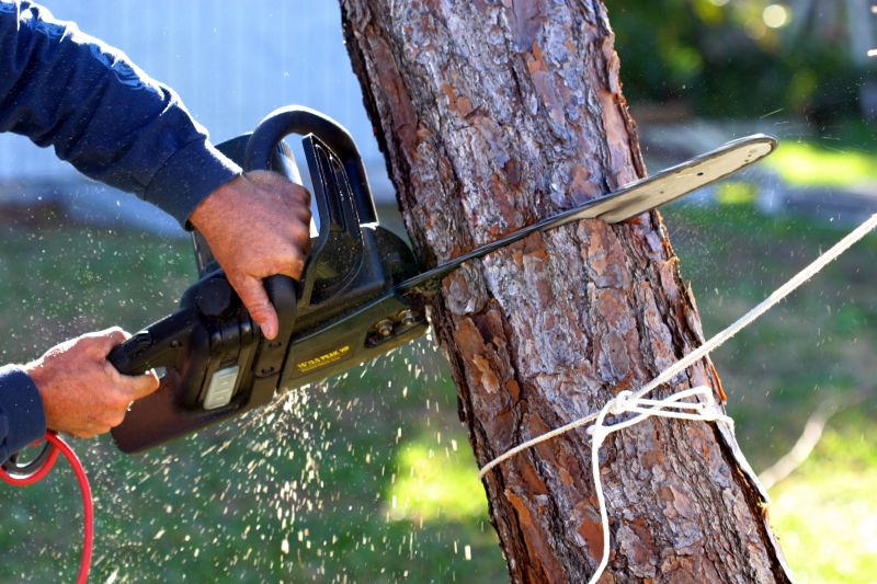 Private Tree Care Companies